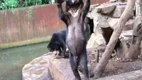 Kebun Binatang Bandung mencurigai ada orang bayaran yang hendak merusak nama baik pengelola lewat isu beruang kurus. (Liputan6.com/Kukuh Saokani)