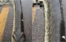 Ular Raksasa Anaconda Hijau lagi Hamil Bernasib Apes, Ditabrak Mobil Anaknya Langsung Berserakan di Jalan Raya