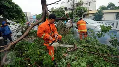 Petugas Pemadam Kebakaran dan Penanggulangan Bencana (Damkar PB) memotong bagian pohon yang tumbang di Jalan Kemang Raya, Jakarta, Sabtu (7/11/2015). Tidak ada korban dalam peristiwa ini. (Liputan6.com/Helmi Fithriansyah)