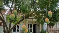 19 Jenis Buah Lokal yang Jarang Gagal Panen, Tahan Cuaca dan Mudah Dirawat