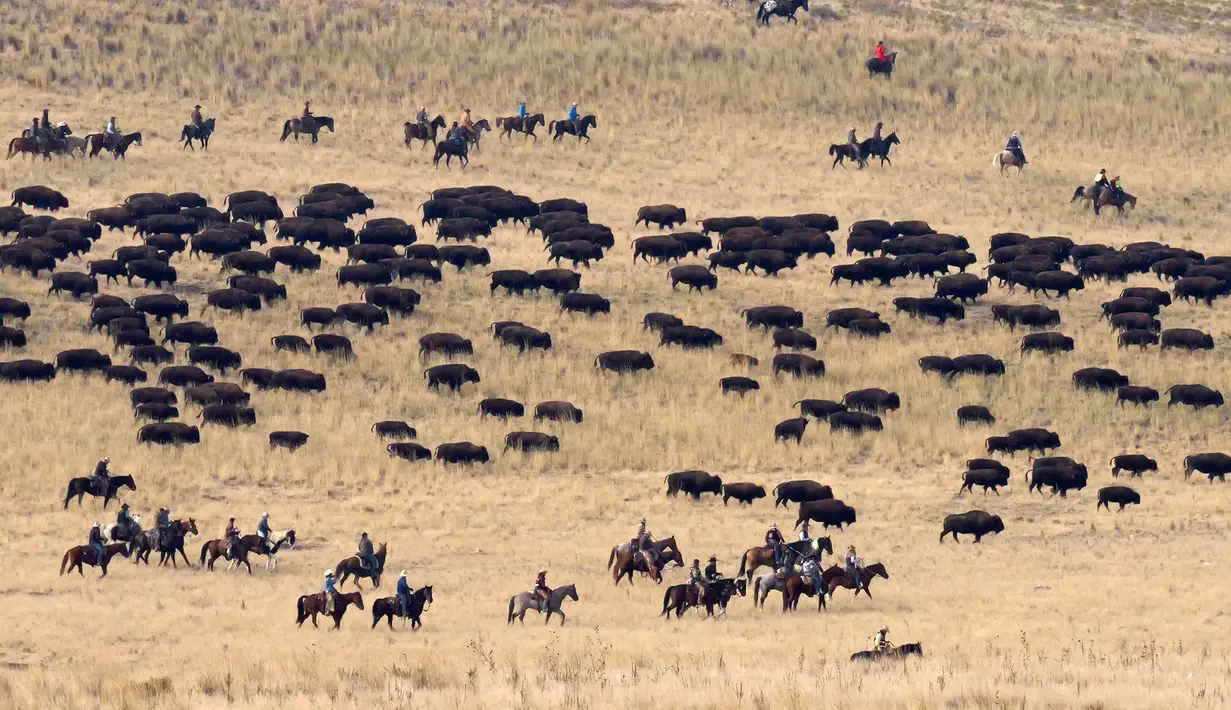 Penunggang kuda mengumpulkan kawanan bison di Pulau Antelope, Utah, Amerika Serikat, 29 Oktober 2022. Bison-bison dikumpulkan setiap musim gugur untuk menerima pemeriksaan kesehatan dan vaksinasi. (AP Photo/Rick Bowmer)