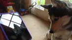 Seorang pemilik anjing menemukan cara mengajari anjingnya bernyanyi menggunakan suatu aplikasi di iPad.