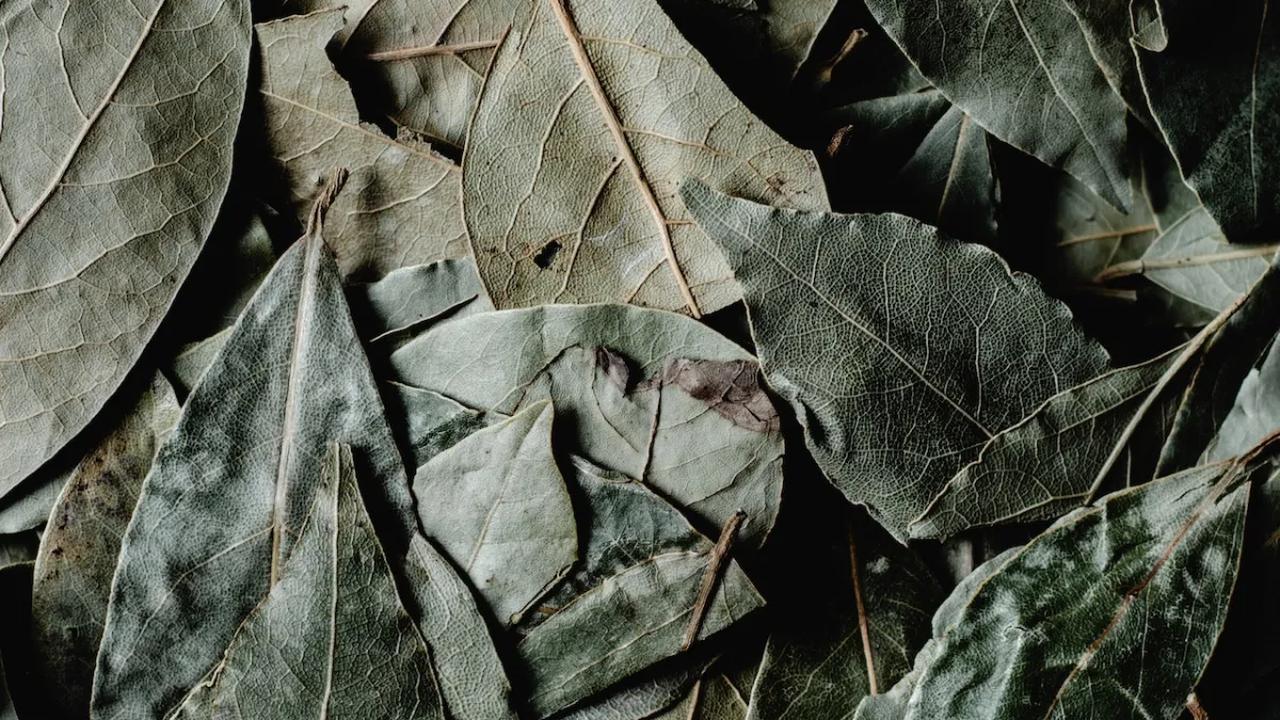 13. Mengobati Infeksi Jamur