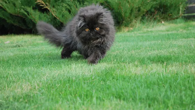 12 Masalah Kesehatan yang Dialami Kucing, Waspadai Tanda-Tandanya