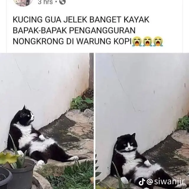 6 Status Facebook Orang Pelihara Kucing Ini Bikin Ngakak, Jadi Hiburan