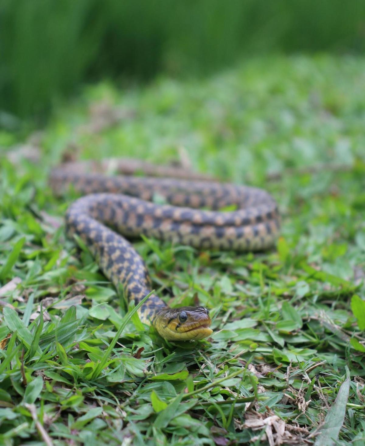 Ular
