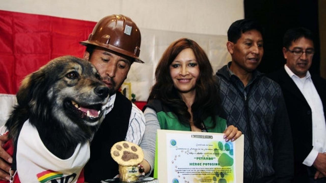 Anjing ini jadi simbol penolakan rakyat Bolivia atas Evo Morales