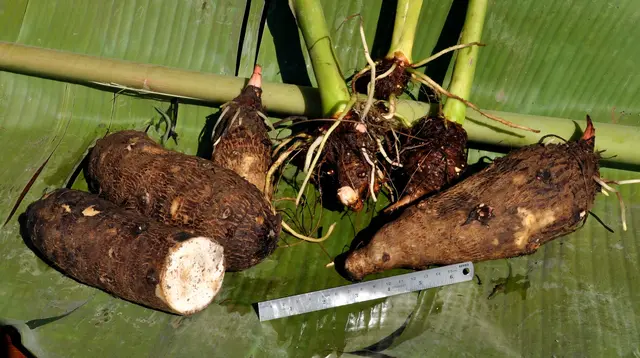 Apa Itu Kimpul? Umbi Lokal yang Viral Disulap Jadi Panganan Kekinian