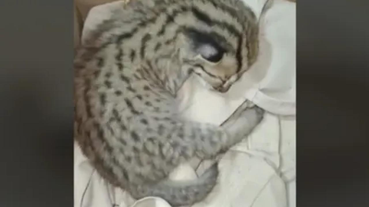 Bukan hanya itu, banyak dari masyarakat juga memberi tahu apabila kucing tersebut termasuk hewan dilindungi. Mereka juga menyarankan untuk melaporkan ke pihak terkait. <br>