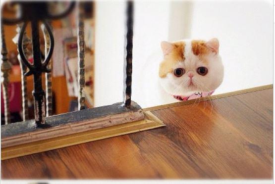 (c) en.rocketnews24.com