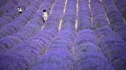 Dua wanita berjalan di ladang lavender di Sale San Giovanni, Cuneo, Italia, 29 Juni 2021. Bunga lavender bermekaran menyajikan pemandangan yang indah. (MARCO BERTORELLO/AFP)