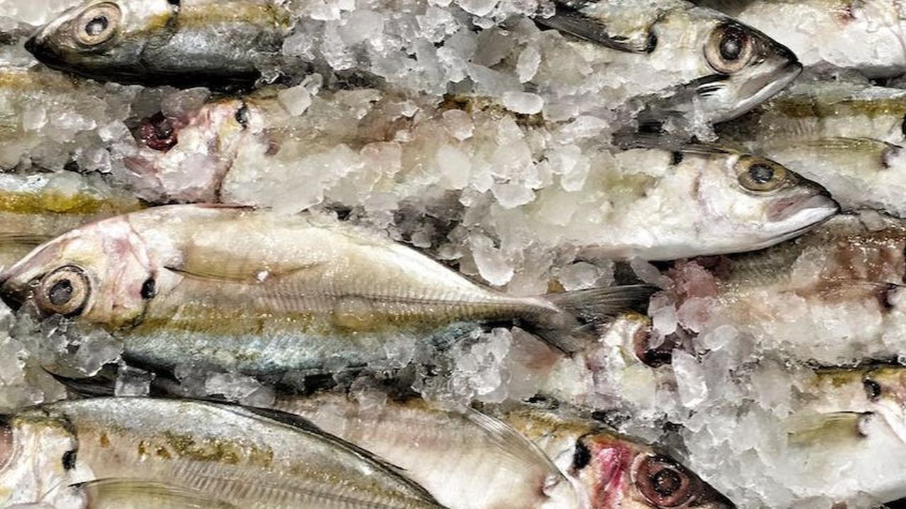 2. Ikan