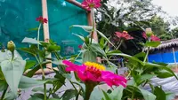 16 Bunga Pembasmi Hama, Tanaman Cantik Disukai Manusia tapi Dibenci Serangga