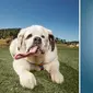 anjing bernama Mochi ini mencatatkan dirinya di buku Guiness World Records sebagai pemilik lidah anjing terpanjang di dunia (Guiness World Records)