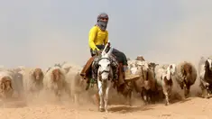 Seorang remaja Irak mengendarai keledai saat mengungsi dari Mosul yang dikuasai ISIS, Irak, Selasa (1/11). Mereka berduyun-duyun membawa ratusan hewan ternaknya untuk diselamatkan ke tempat yang lebih aman. (REUTERS/Ahmed Jadallah)