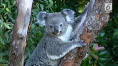 Pemerintah Australia berencana akan membangun pusat perlindungan koala di wilayah New South Wales. Dana yang dikucurkan sebesar 34 juta USD.