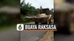 VIRAL, BUAYA RAKSASA MATI DIBAWA PAKAI BOLDOSER