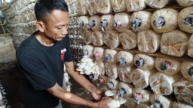 Budidaya Jamur Tiram di Mr. Mushroom Klaten