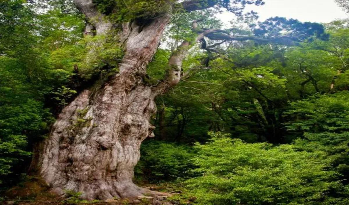 Jomon Sugi