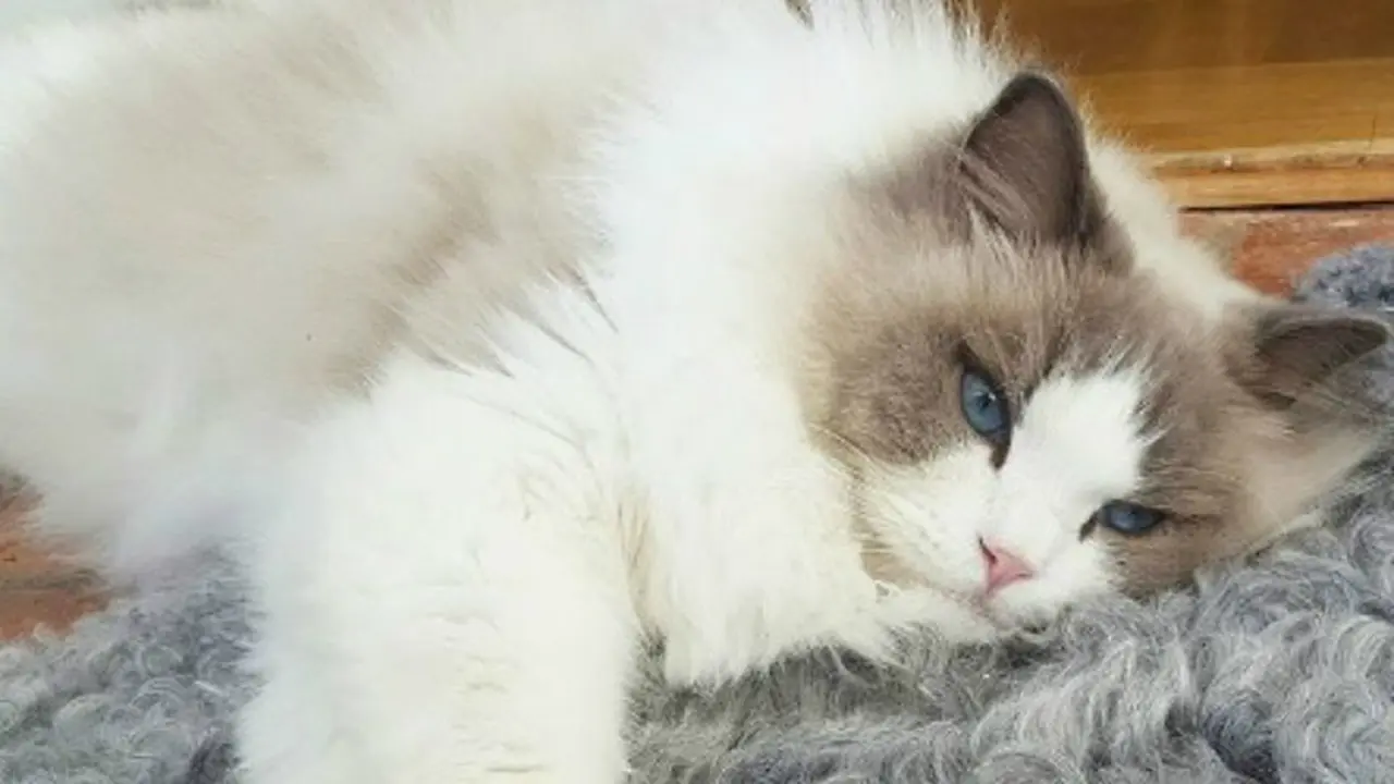 Princess Kitty (0)