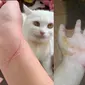Kucing bandel cakar majikan (Sumber: Twitter/kochengfess/bo0boobeaR)