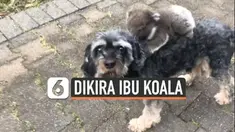 Momen menggemaskan berhasil terekam kamera ponsel. Seekor bayi koala terus menempel di tubuh anjing. Sebab, bayi koala tersebut mengira anjing adalah ibunya.