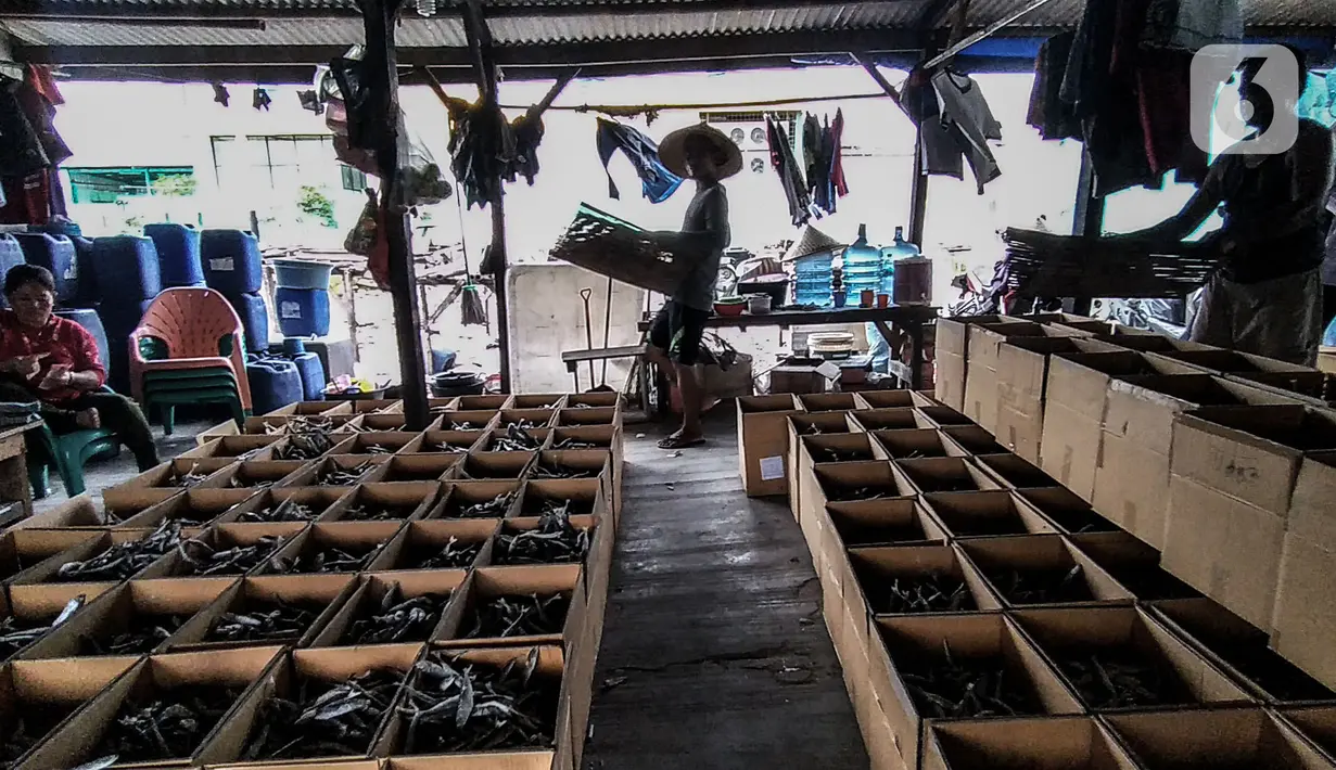 Nelayan memasukkan ikan asin yang telah dijemur ke dalam kardus di Muara Angke, Jakarta, Minggu (8/11/2020). Saat ini, nelayan terpaksa menurunkan harga jual ikan asin menjadi Rp 25 ribu per kilogram. (merdeka.com/Iqbal Septian Nugroho)