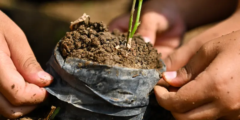 Jelang Hari Hutan Internasional, Siswa SD di Aceh Tanam Bibit Pohon