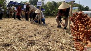 Pemkab Bantul Gencarkan Budidaya Sorgum, Perkuat Ketahanan Pangan Lokal