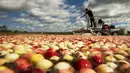Cass Gilmore memanen cranberry di sebuah rawa di Gilmore Perusahaan Cranberry di Carver, Massachusetts, AS, Senin (14/9). Menurut Asosiasi Petani Cape Cod Cranberry, sekitar 200 juta cranberry tumbuh setiap tahun di Massachusetts.  (REUTERS/Brian Snyder)