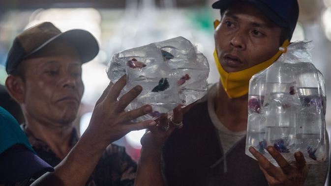 Para pembeli memeriksa ikan cupang di pasar ikan hias Parung di Bogor, Provinsi Jawa Barat, pada 5 November 2020. Pasar ikan hias Parung merupakan pasar ikan hias terbesar di Indonesia. (Xinhua/Veri Sanovri)