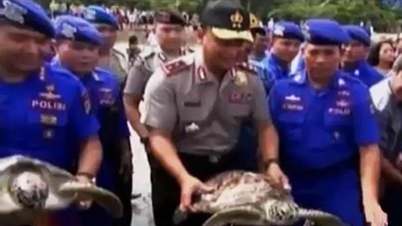 VIDEO: 31 Penyu Hijau Dilepas di Pantai Kuta