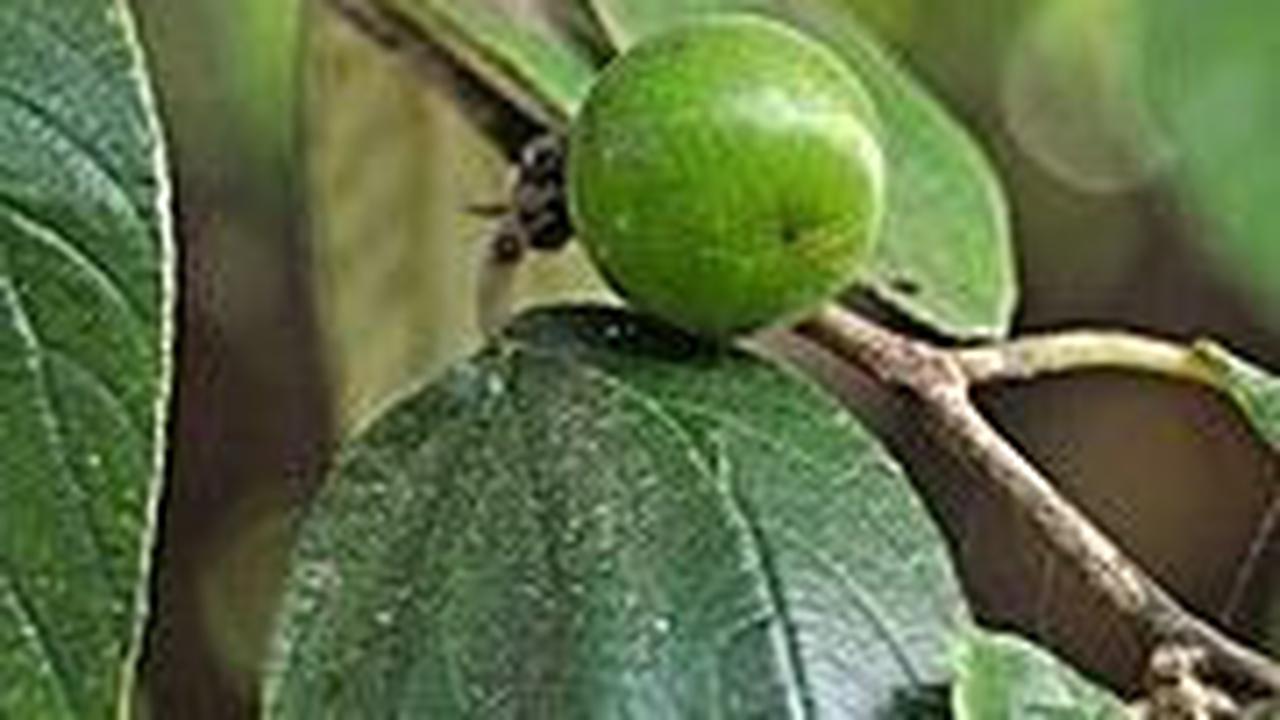 Cara Menggunakan Daun Bidara