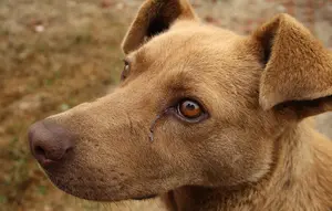 Fakta Anjing Bisa Mengetahui Perasaan Seseorang, Ini Penjelasan Ilmiahnya