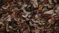7 Panduan Fermentasi Daun Kering Menjadi Pupuk Organik Alami untuk Kebun Rumah