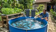 7 Cara Merawat Kolam Lele agar Tidak Bau dan Air Tidak Cepat Keruh, Jangan Asal Ganti Air