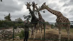 Kurator kebun binatang Adonis Balas memberi makan tiga jerapah di Attica Zoological Park di Spata, dekat Athena, pada 26 Januari 2021. Setelah hampir tiga bulan tutup karena COVID-19, satu-satunya kebun binatang Yunani terancam tutup akibat tidak adanya pemasukan. (AP Photo/Petros Giannakouris)
