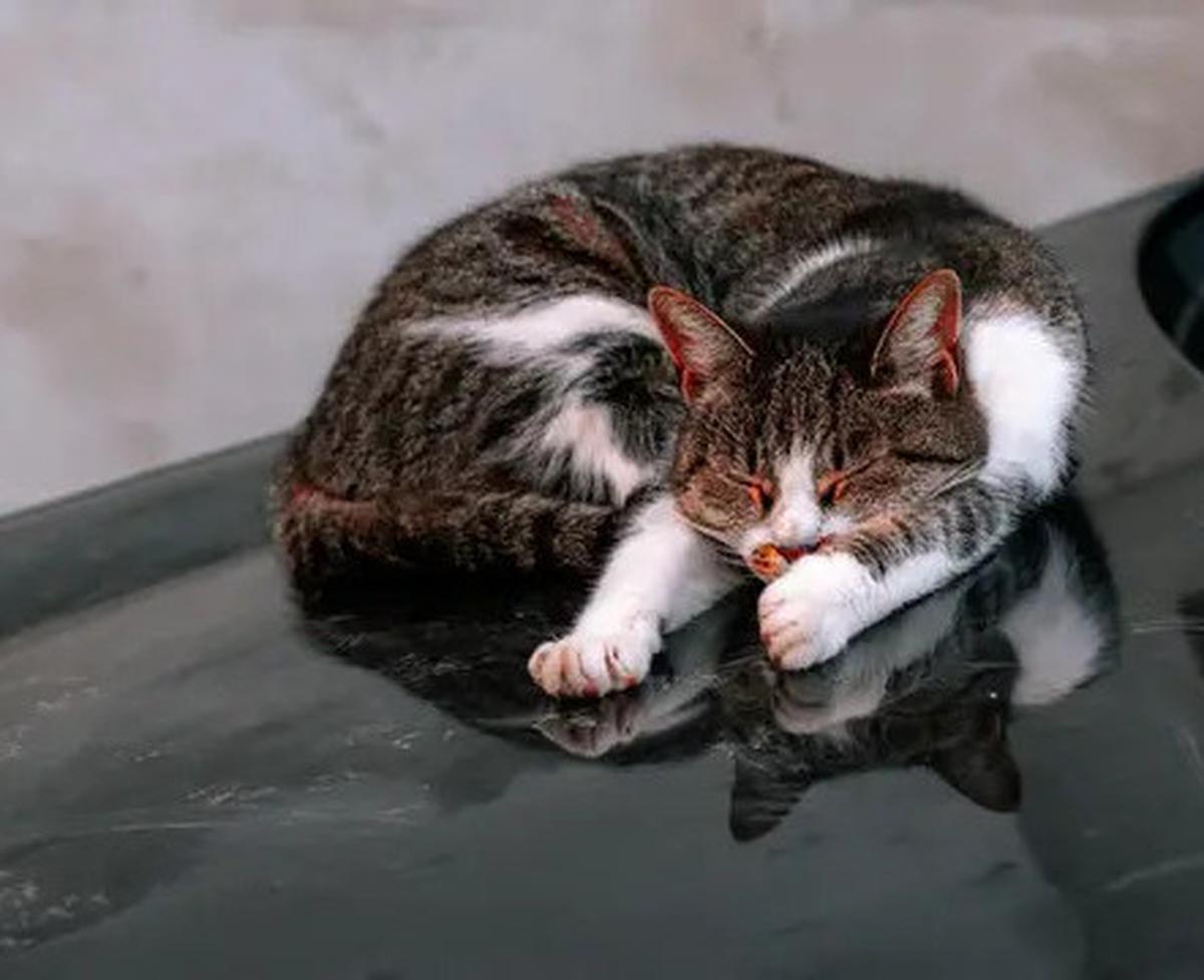 8 Cara Mengusir Kucing yang Suka Nongkrong di Kap Mobil, Mudah dan Efektif