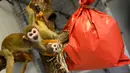 Monyet tupai mencoba membuka paket natal berisi penuh makanan di kebun binatang de Pescheray, Prancis, Selasa (24/12/2019). Tak hanya manusia saja yang merayakan Natal, hewan  di kebun binatang ini disuguhi makanan lezat yang dibungkus dengan kado khas Natal.  (JEAN-FRANCOIS MONIER/AFP)