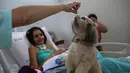 Pasien bernama Gleisiane Oliveira (20) tengah berinteraksi dengan anjing bernama Mille di tempat tidurnya selama 15 menit di Rumah Sakit Dukungan, Brazil. (17/11/2016). Terapi ini juga membantu memulihkan trauma. (AP Photo / Eraldo Peres)