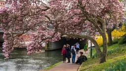 Orang-orang bersantai di bawah pohon magnolia yang sedang mekar di tepi Sungai Ill, Strasbourg, Prancis, 21 Maret 2022. Magnolia adalah salah satu marga tumbuhan berbunga yang dikenal luas karena bunganya indah dan menyebarkan aroma harum. (PATRICK HERTZOG/AFP)