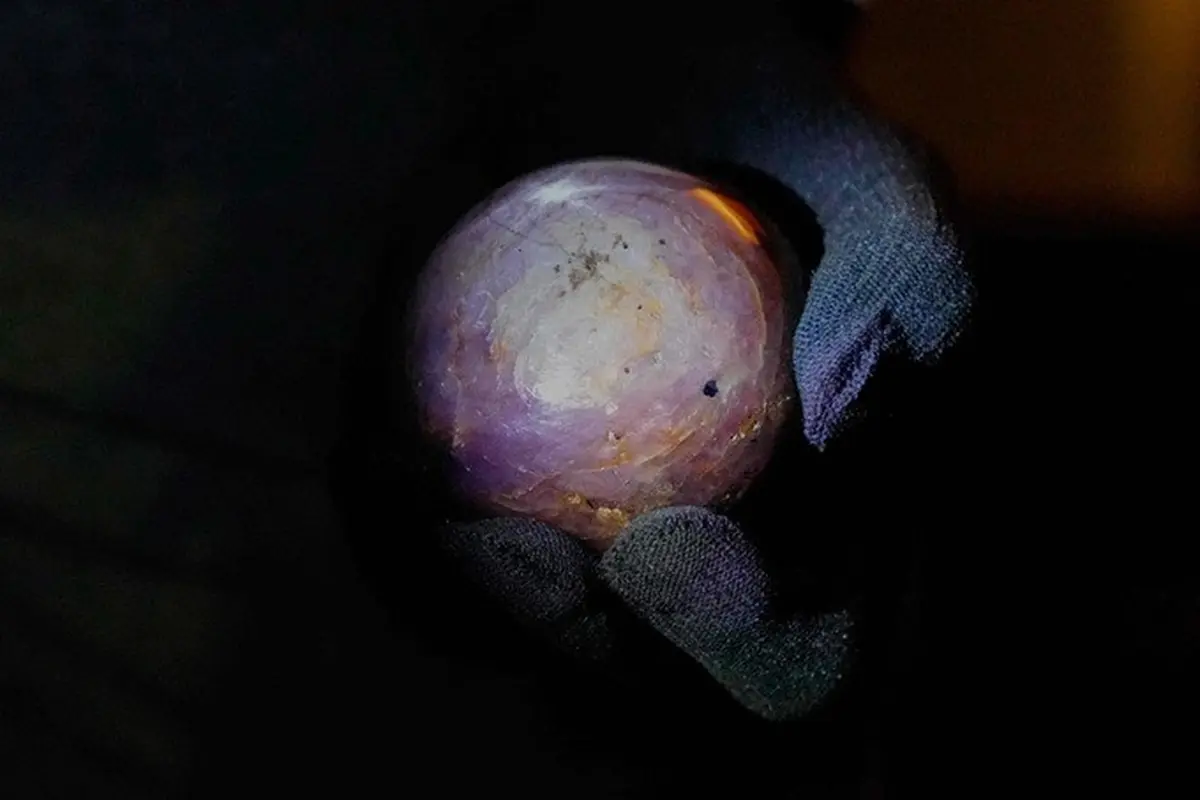 Gemolog Ashan Amarasinghe memegang batu safir bintang ungu yang diklaim sebagai yang terbesar di dunia dalam sebuah seremoni di Colombo, Sri Lanka, Sabtu (17/1/2026).