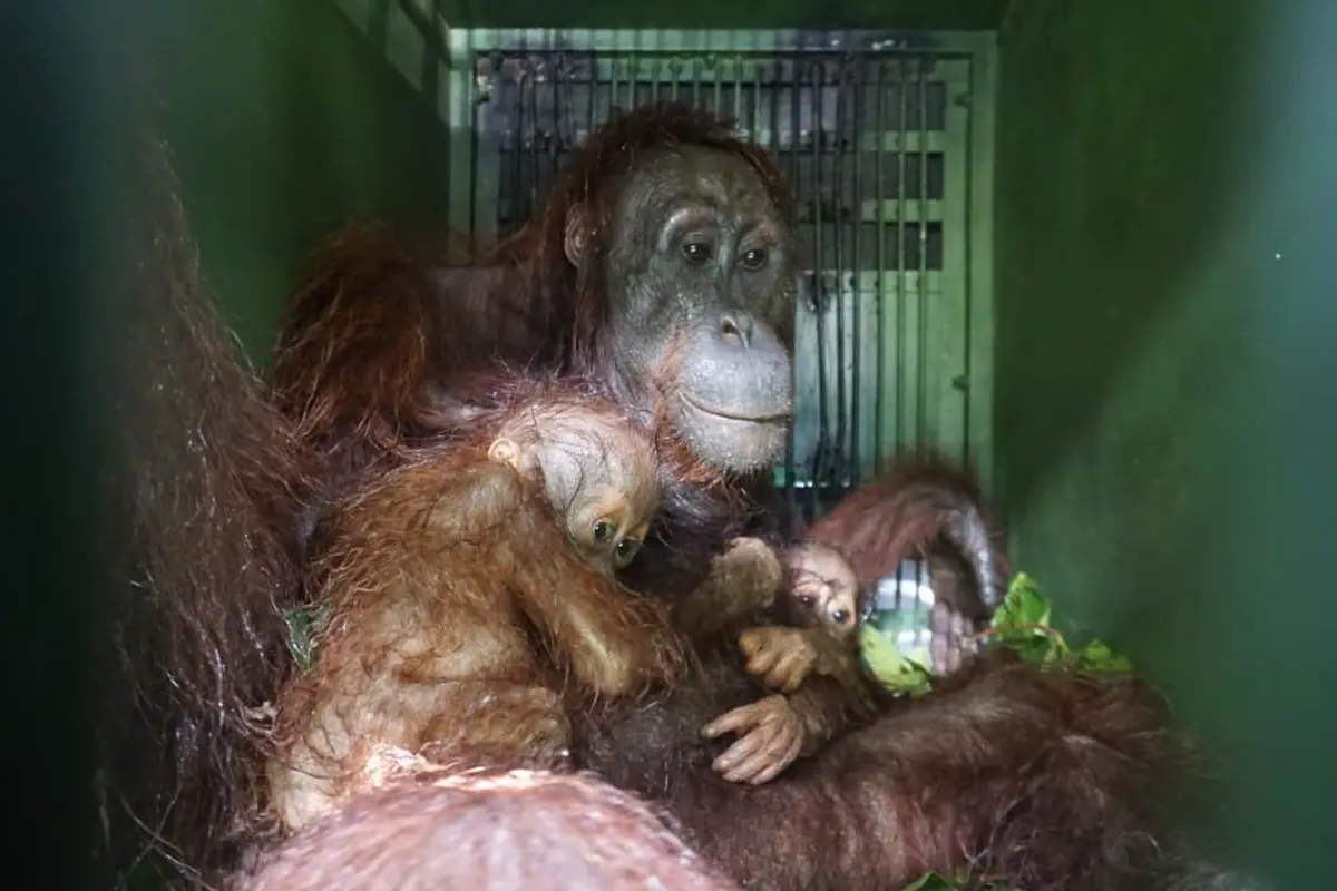 Bayi Kembar Orangutan