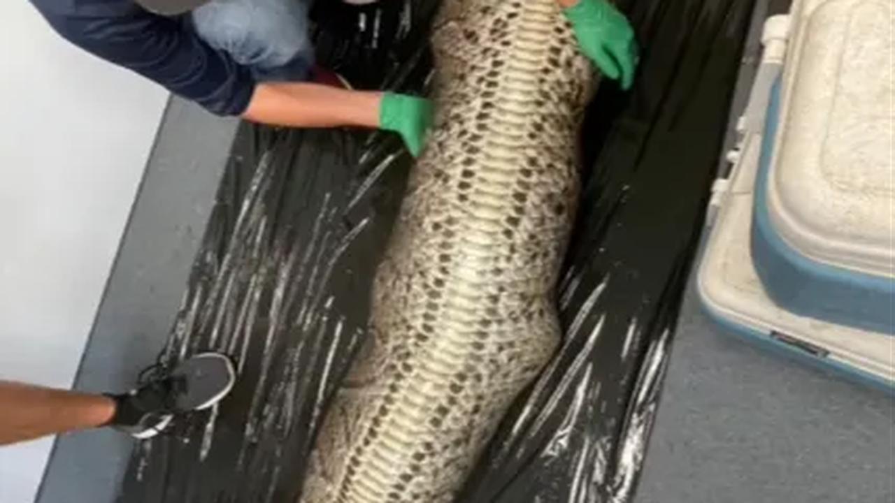 Penampakan Ular Piton Raksasa 'Melahirkan' Predator Gigi Tajam Menyeramkan
