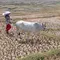 Fenomena El Niño: Pengertian, Penyebab, dan Dampaknya bagi Indonesia