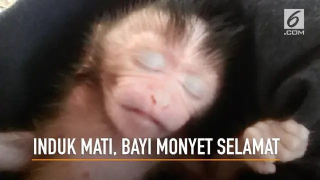 Detik-detik seorang wanita melakukan operasi caesar pada induk monyet yang tewas untuk menyelamatkan bayi monyet dalam kandungan.