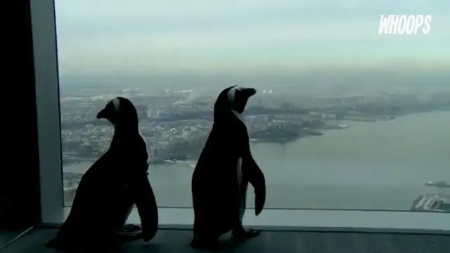 Selain melihat keindahan New York, penguin ini juga menghibur anak-anak setempat.