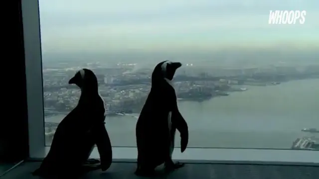 WHOOPS: Petualangan Dua Penguin Afrika di New York