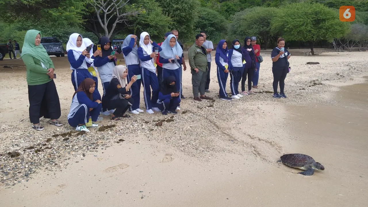 Penyu hijau saat dilepas liarkan oleh BKSDA Gorontalo (Arfandi/Liputan6.com)