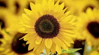 Bunga Matahari  (sumber: Pixabay)